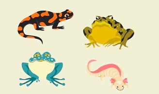 PESTICIDES BIODIVERSITÉ EXTINCTION MASSE AMPHIBIENS 