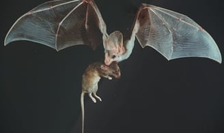 Ghost wing bat flying with mouse