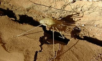 Cave Cricket Nullabor