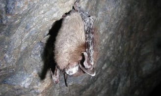 North American Little brown bat with white nose sydnrome