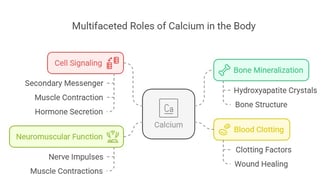 multifaceted role of calcium