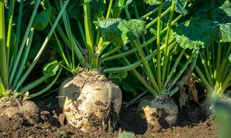chicory