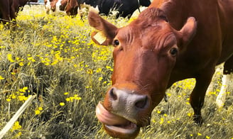 a cow is standing in a field of flowers