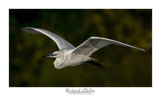 Aigrette garzette