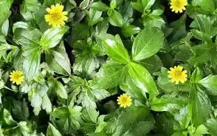 bhringraj as the most powerful herb to treat hair loss