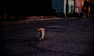 cat walking on dim street in Tucson Arizona