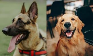 Dogs