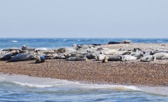 Seal colony on rocky beach
