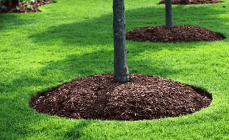 new mulch instalment in tree bed 