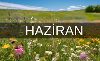 Haziranda doğanlar hangi burç