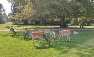 Multiple deer eating grass