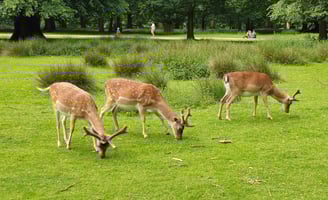 Three deer eating grass