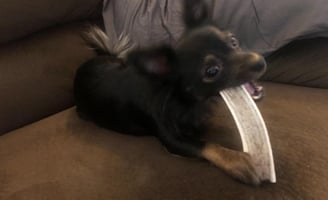 a dog eating a split elk antler on a couch