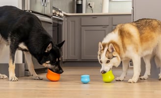 two dogs playing with West Paw Zogoflex Toppl in a kitchen