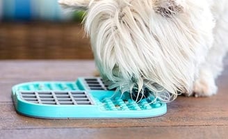 a dog is eating from a lickimat on the floor