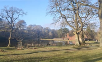 Trees and lake in a park