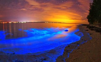 Bioluminescent Bay