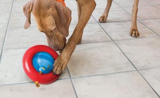a vizsla dog is playing with a Kong Gyro in the kitchen