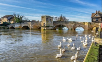 swans and ducks in the water near the chapel bridge in st ives cambridgeshire