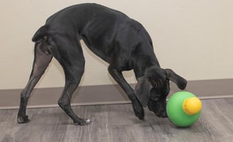 a black dog playing with a Starmark Bob-A-Lot toy in a room