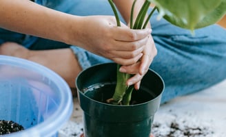 Monstera plant being repotted