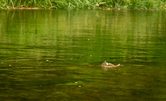 Brown trout Sipping dry flies on the South Holston River.