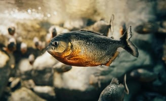 a piranus fish in a pond of water
