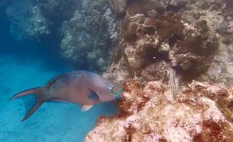 Cozumel, Mexico - Underwater fish pecking at coral reef near El Cielo