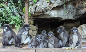Les Langurs, singes à lunettes, Chumphon