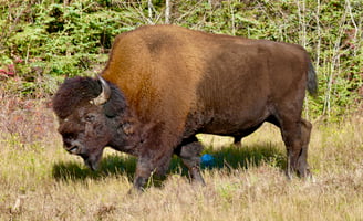 Plain Bison (Buffalo)