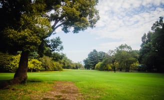 a park with a tree and a grassy field in Shinjuku Gyoen Garden