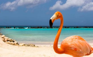 Flamingo a vista na Reinassance Island, Aruba. 