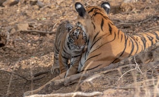 A tigress and her cub snuggling in the wild
