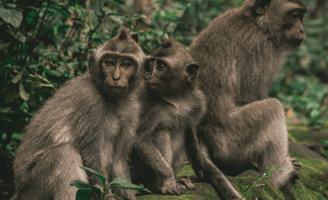 a group of monkeys sitting on a mosself