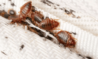 punaises de lit adultes sur un matelas infesté avec traces noires et œufs visibles