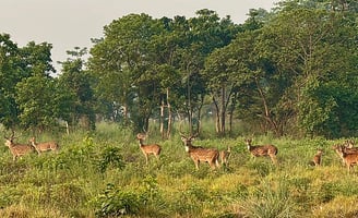 Spotted deers at Chitwan National Park - Nepal tour package