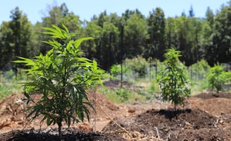 Outdoor Cannabis Growing in Summer