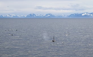 Killer whale approaching the boat