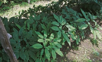 Panax ginseng - Ginseng