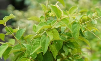 gymnema tree branch