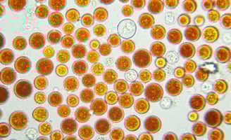 haematococcus pluvialis