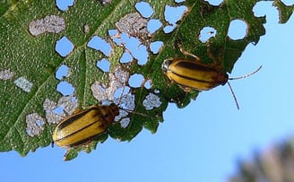 elm leaf beetles eating leaf