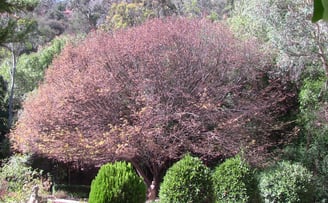 elm beetle defoliated tree