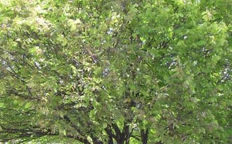 Golden Elm partly defoliated by elm leaf beetle