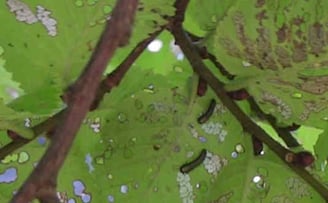 Elm Leaf Beetle larvae skeletonising leaves