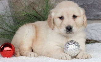 Golden retriever store puppies for adoption