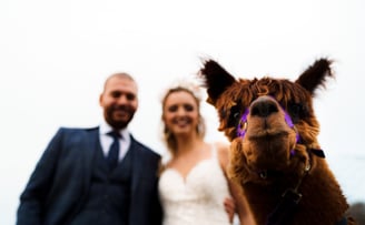 Liverpool barn wedding venue, Knowsley wedding venue, rustic farm, boho, alpaca