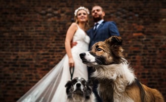 Liverpool barn wedding venue, Knowsley wedding venue, rustic farm, boho, dogs