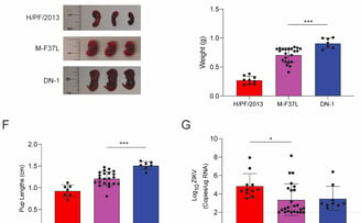 Effect of M-F37L in congenital mouse model