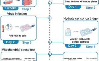 Seahorse protocol to measure cellular bioenergetics in virus infected cells